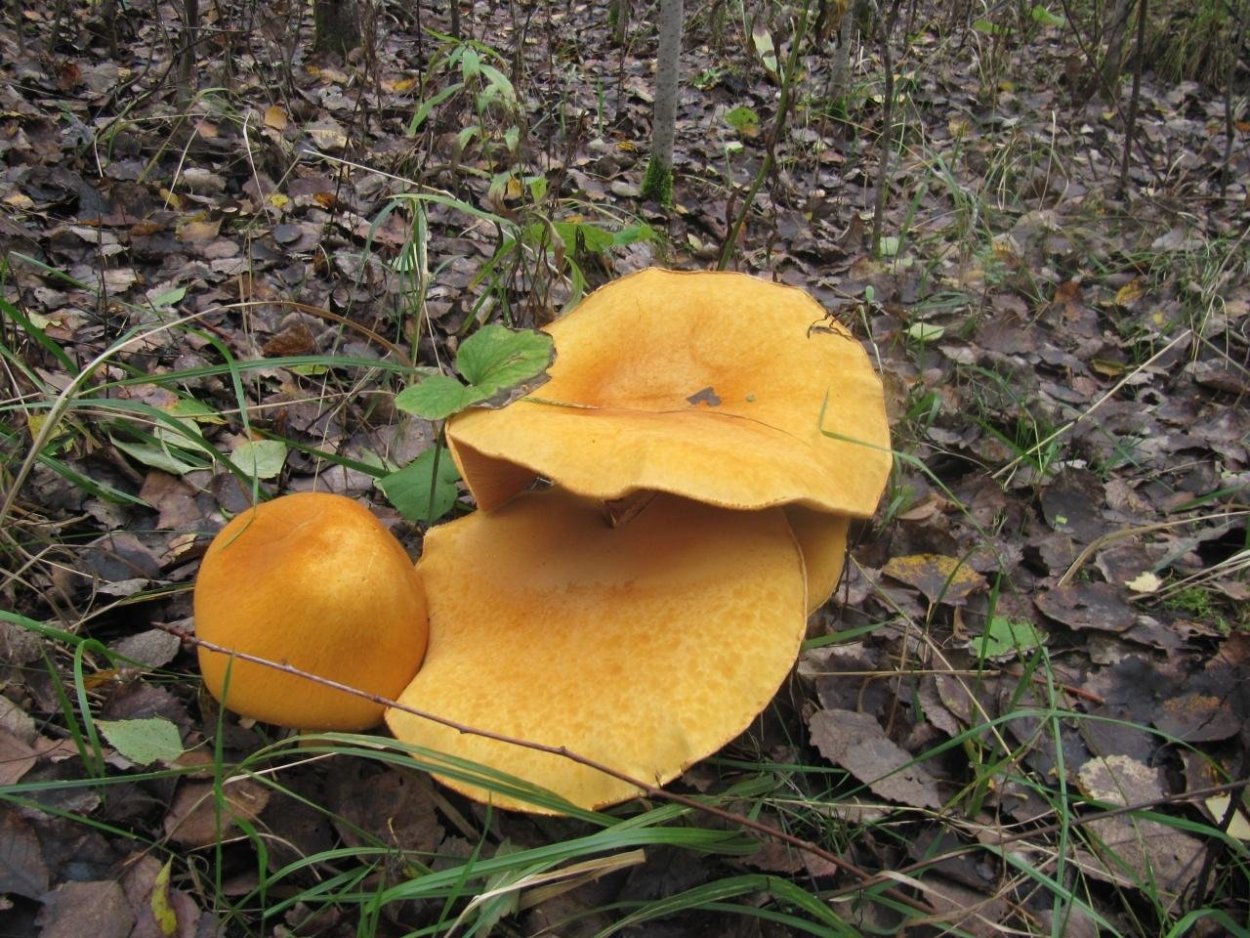 Золотистый Боровик на Куршской косе