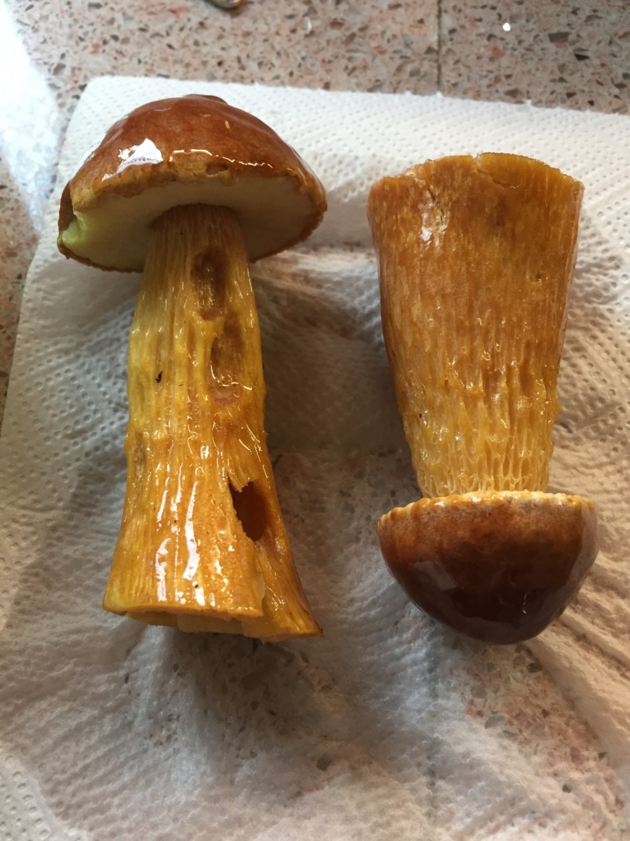 Канадский золотистый Боровик