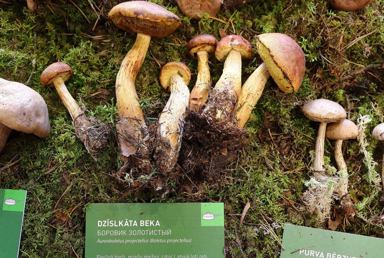 Канадский золотистый Боровик