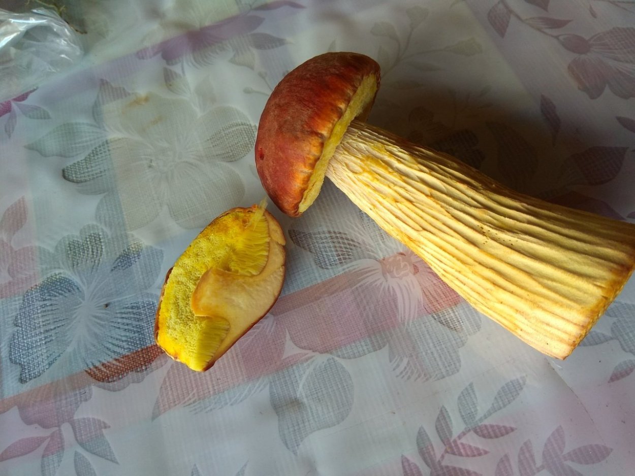 Золотистый Боровик, или Boletus projectellus