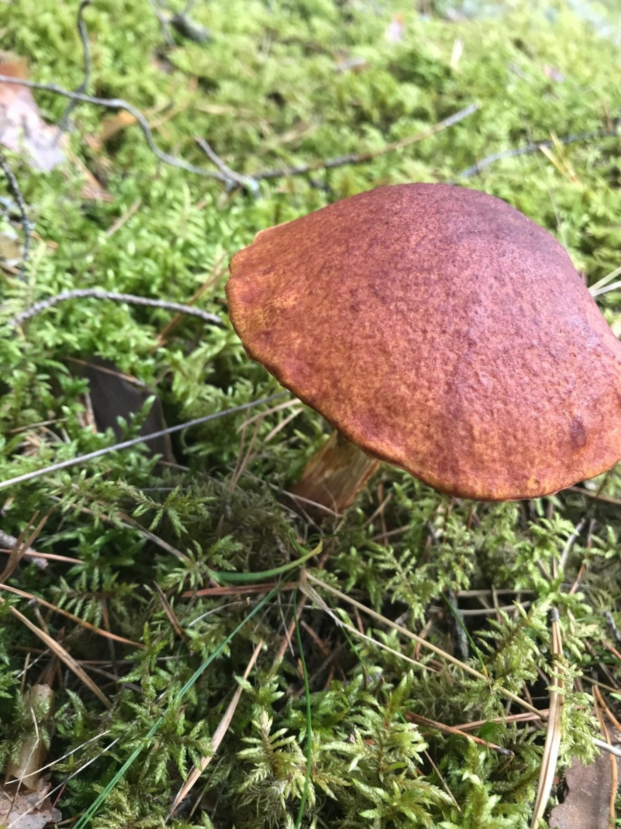 Боровик красно-желтый (Boletus rhodoxanthus)