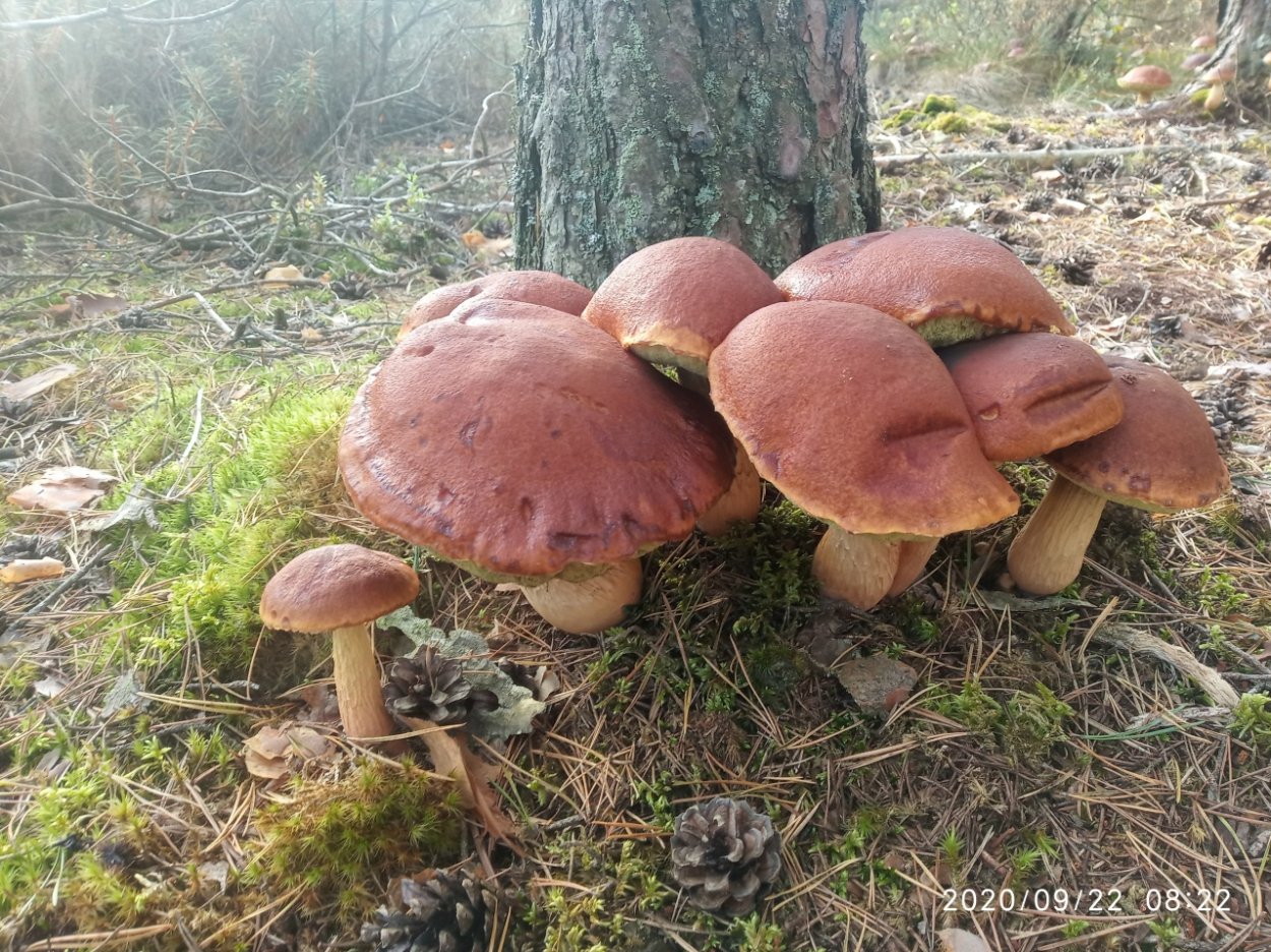 Канадский золотистый Боровик