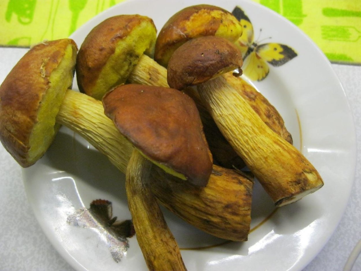 Канадский золотистый Боровик