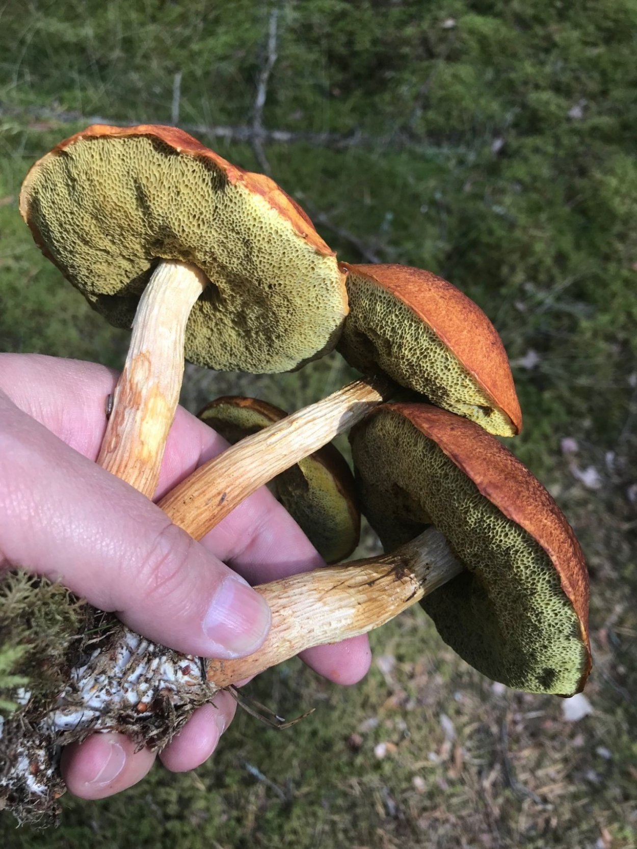 Гриб золотистый Боровик