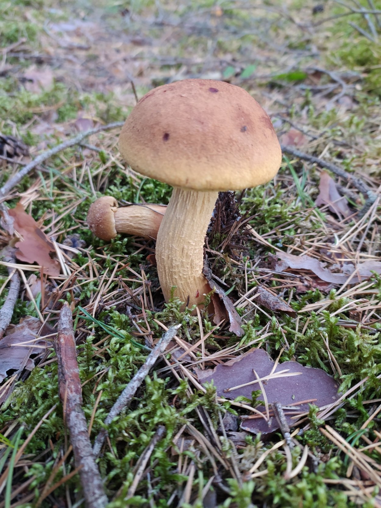 Канадский Боровик гриб