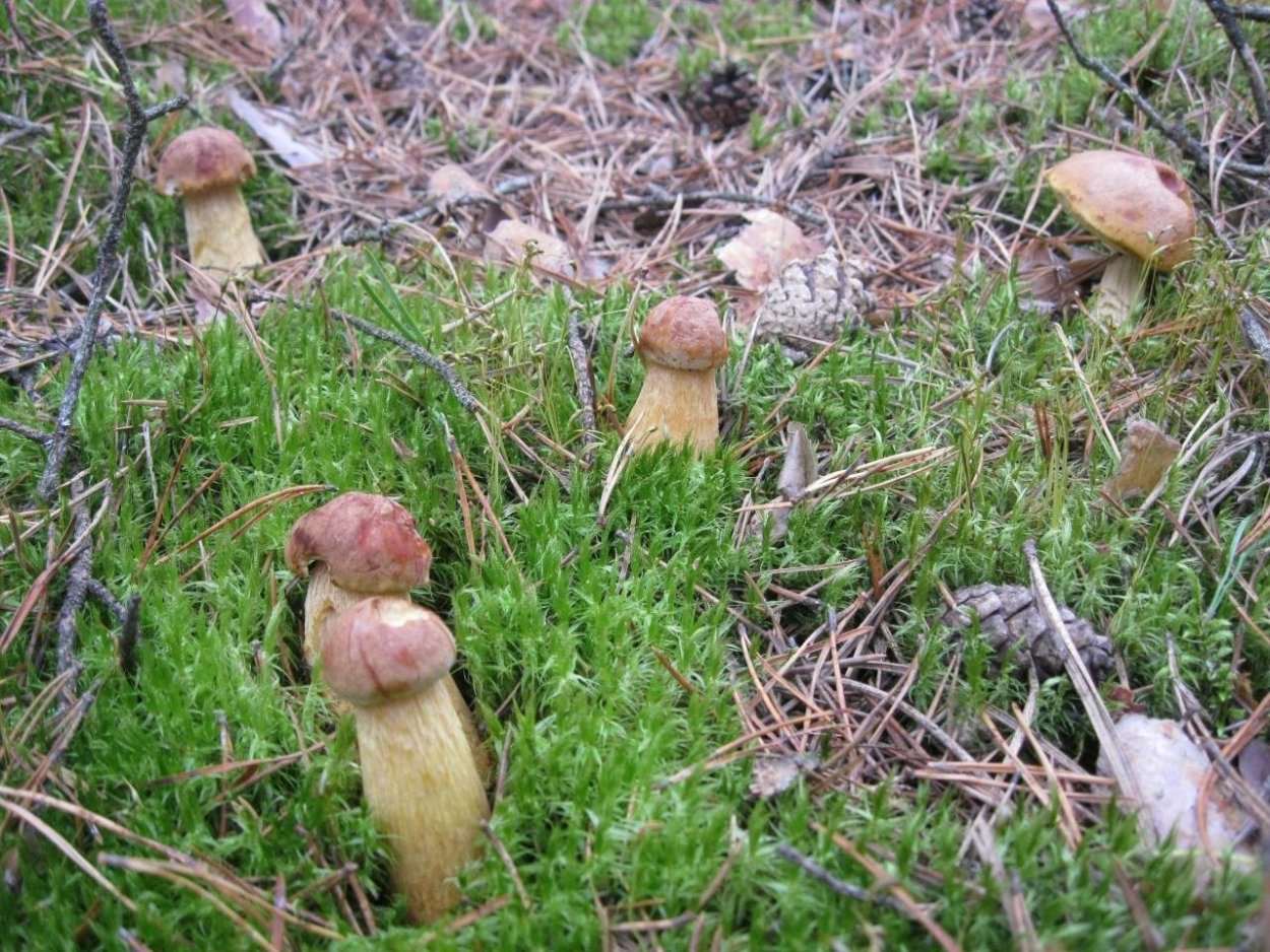 Боровик Сосновый, Боровик еловый