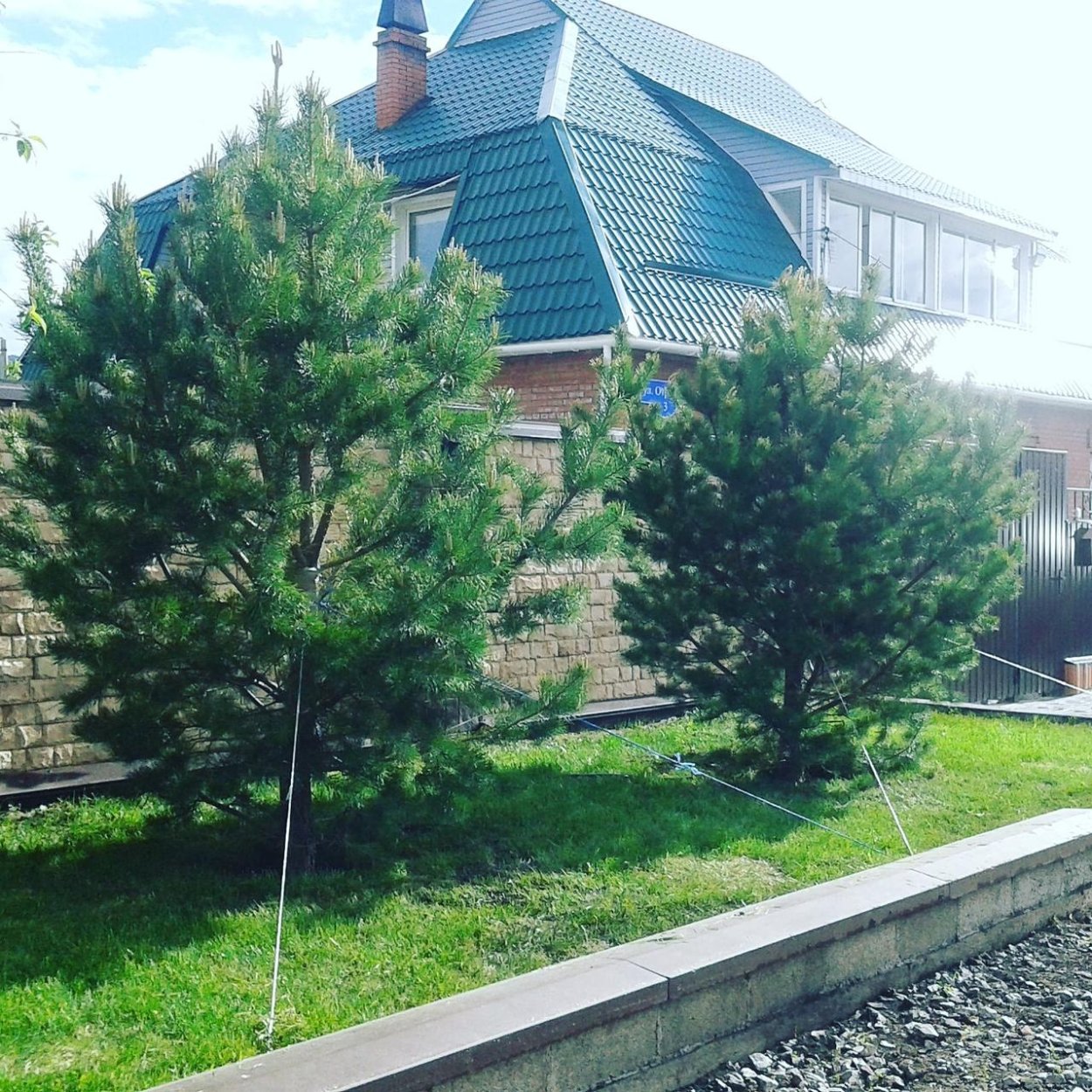 Сосны кедровые Сибирская на участке