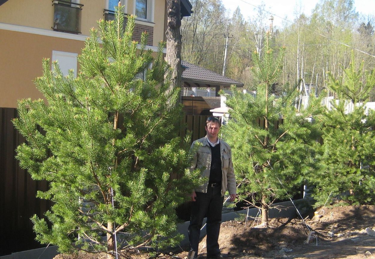 Кедр Сибирский на участке