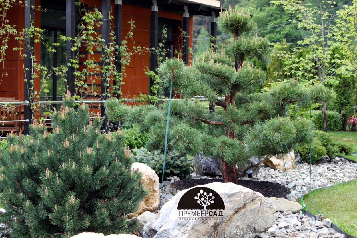 Сосна Горная Мугус ниваки