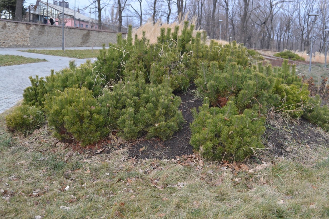 Сосна Горная стланиковая