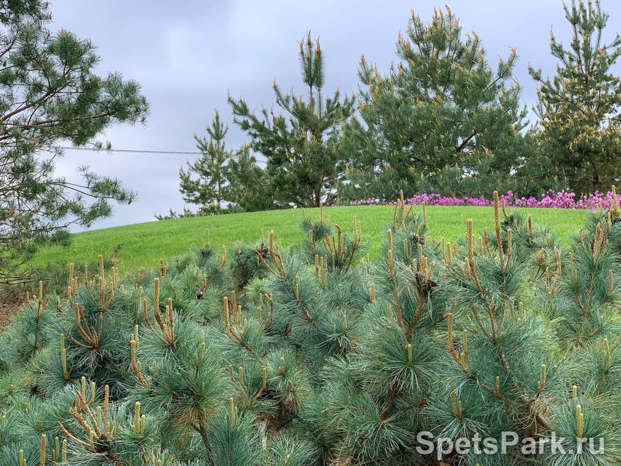 Сосна густоцветковая Пендула