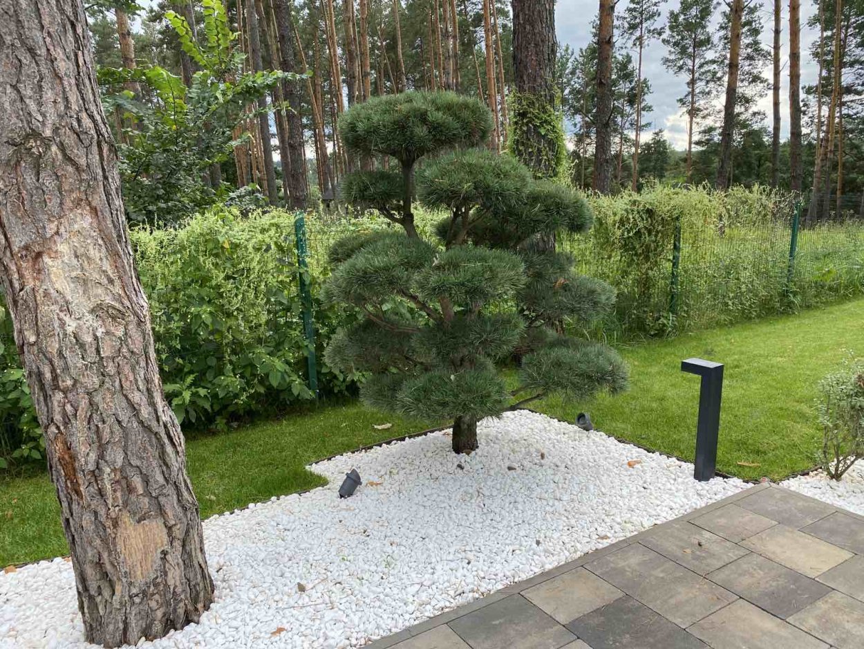 Хвойники сосны обыкновенной