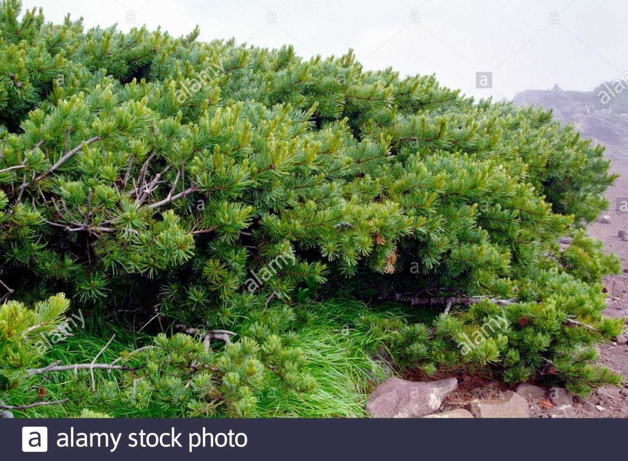 Сосна Кедровый стланик