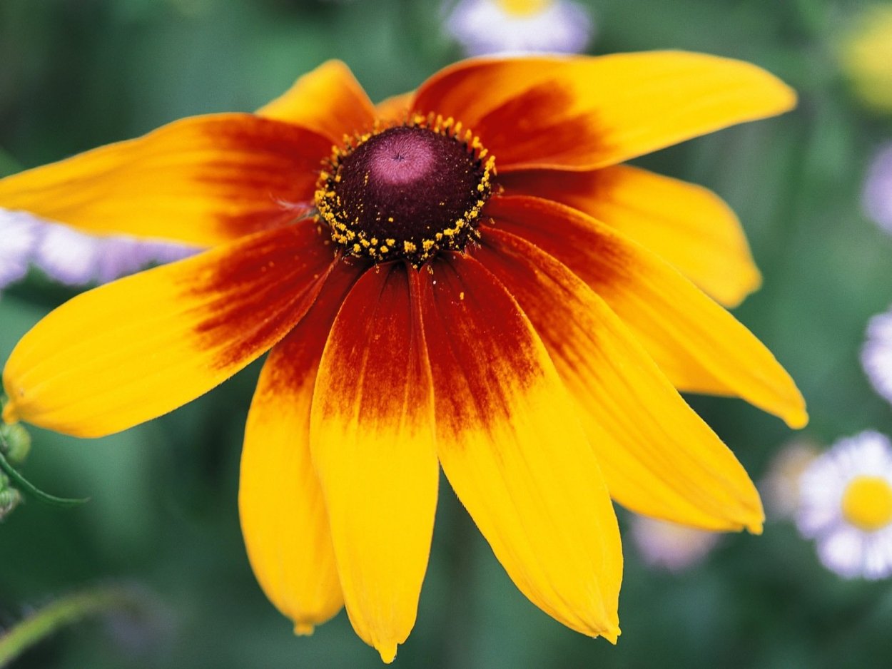 Оранжевые неприхотливые цветы