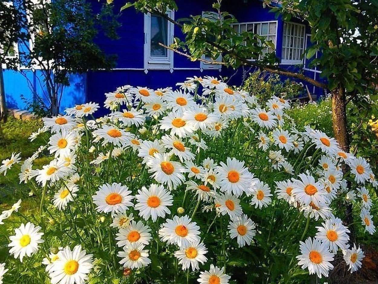 Оранжевый Дейзи цветок