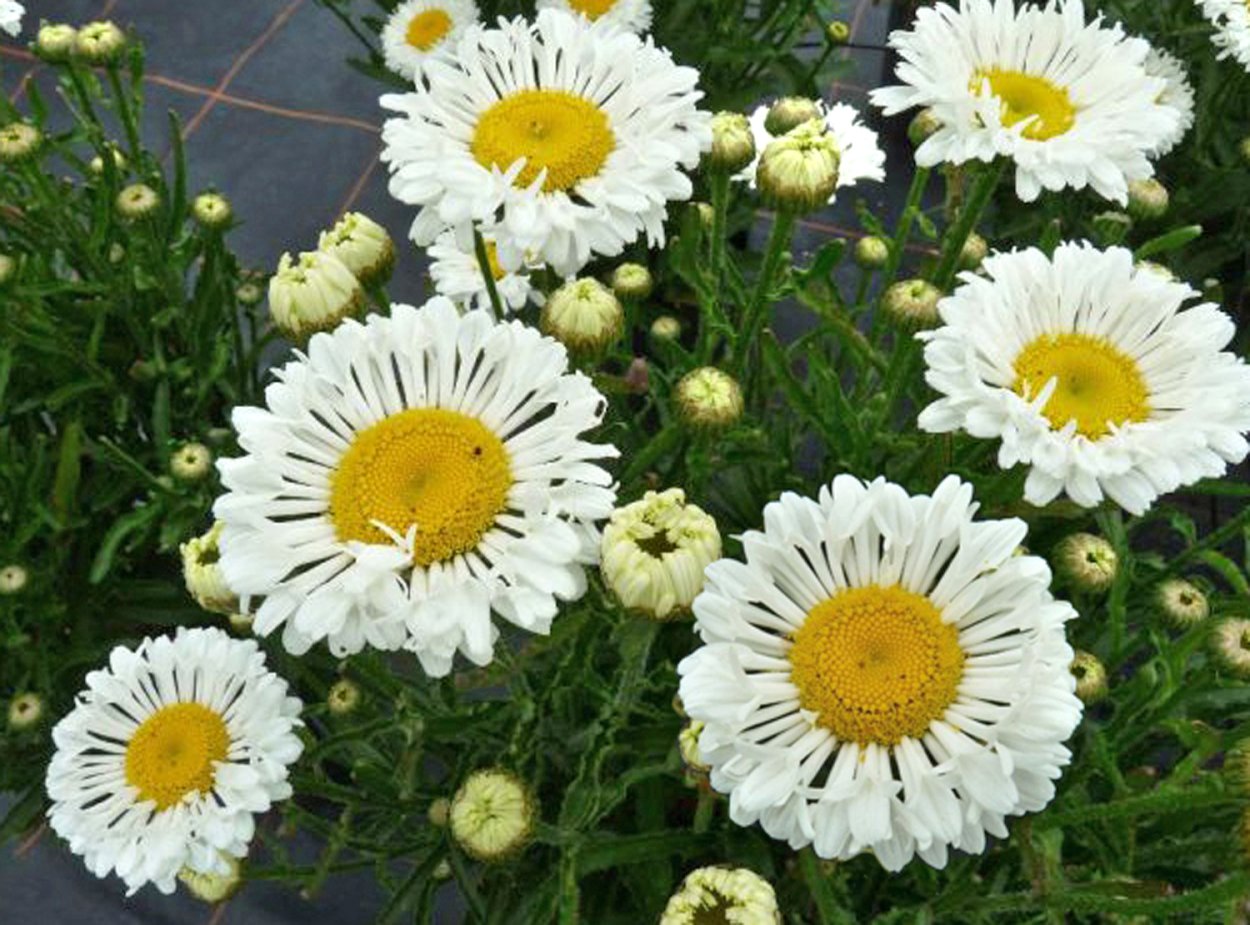 Французская Ромашка