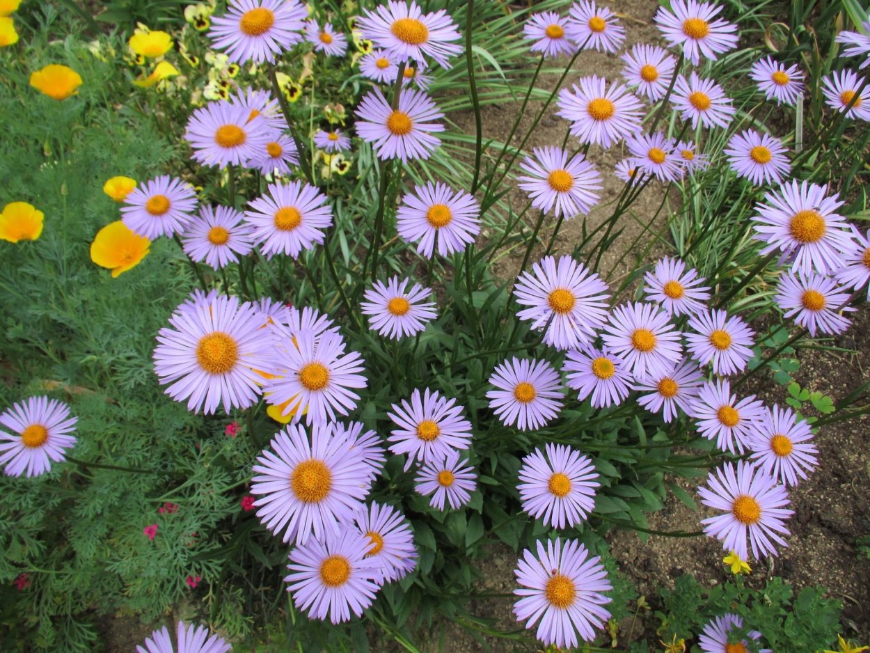 Однолетки засухоустойчивые