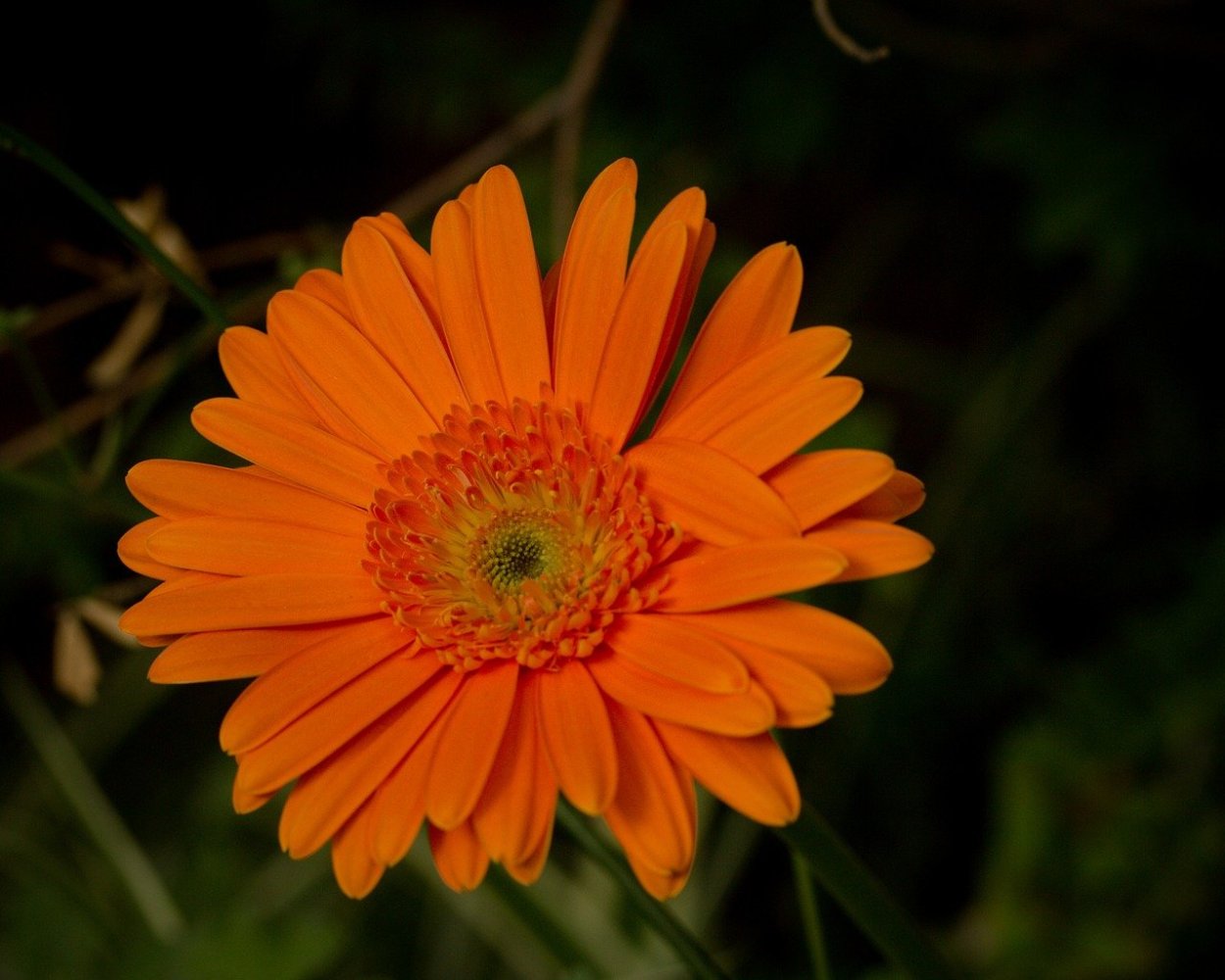 Оранжевый цветок календула