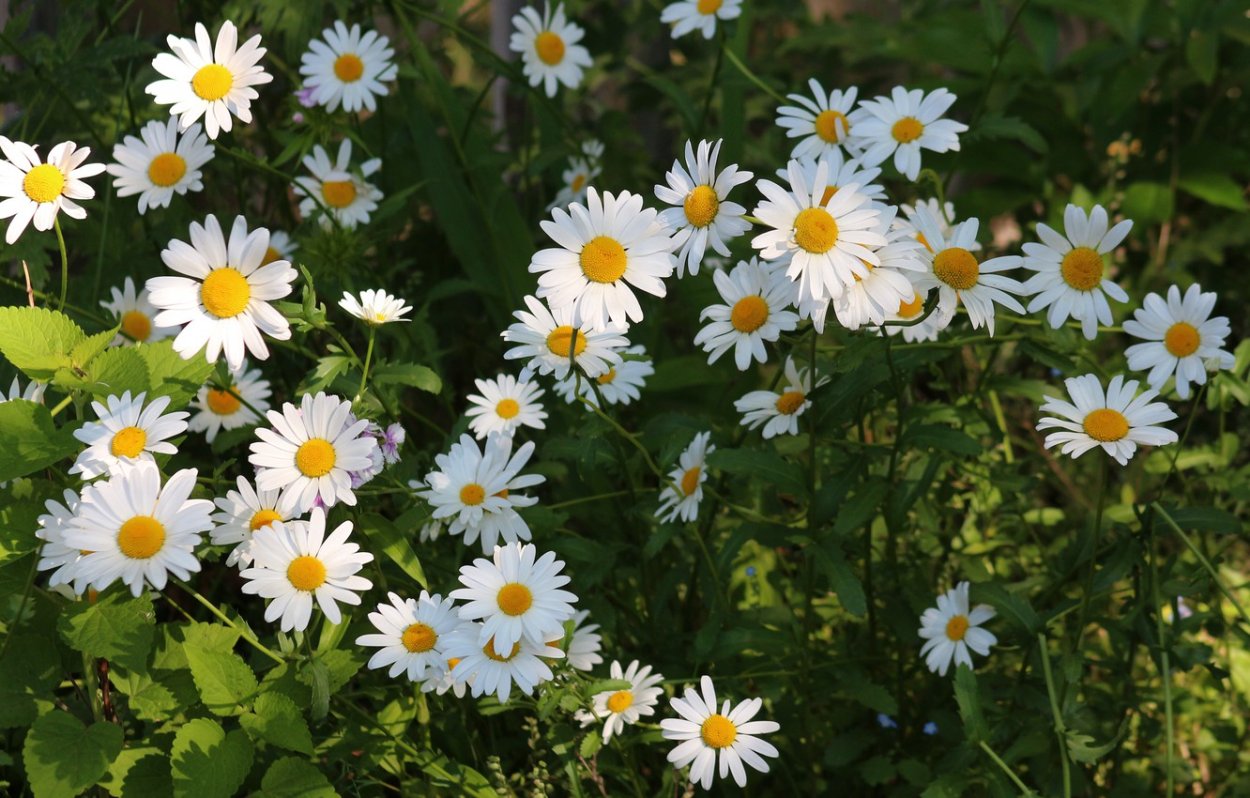 Далматская Ромашка Brenda