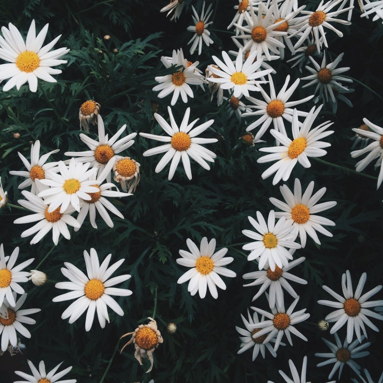 Поле ромашек Эстетика