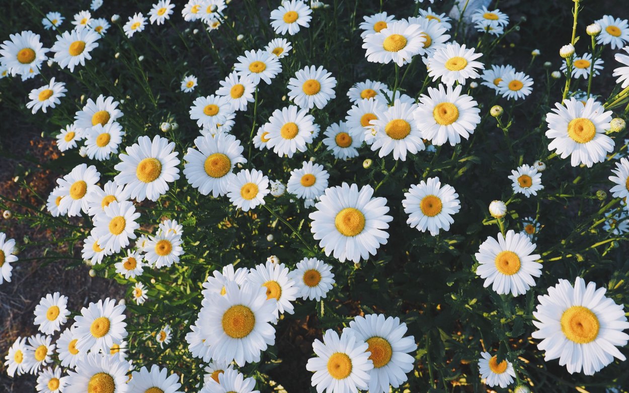 Леукантемум real neat