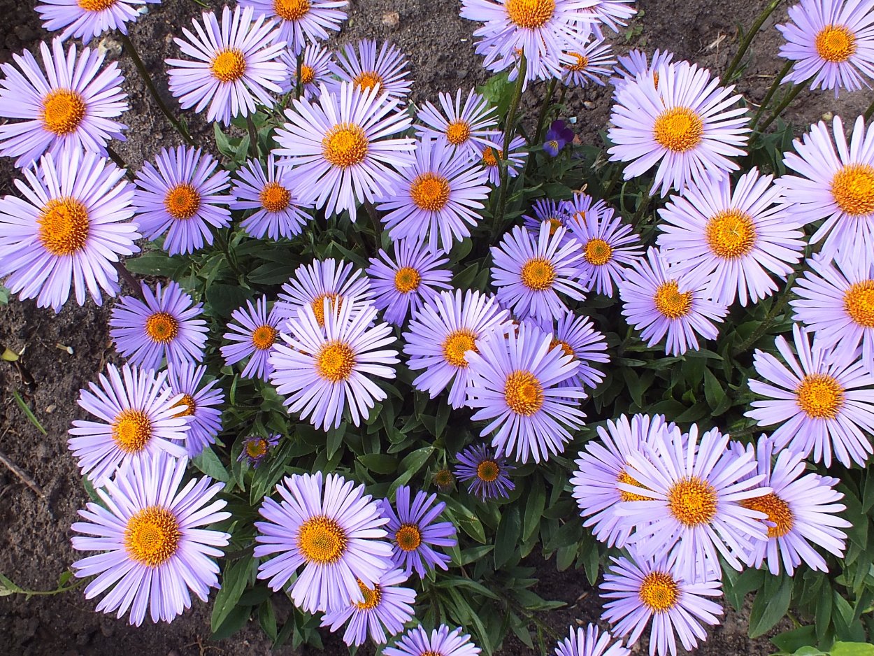 Танацетум матрикария