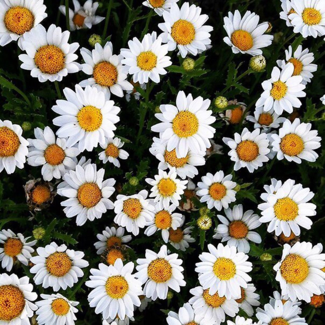 Серединка ромашки