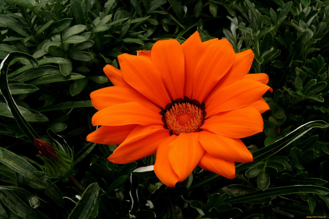 Оранж Ромашка