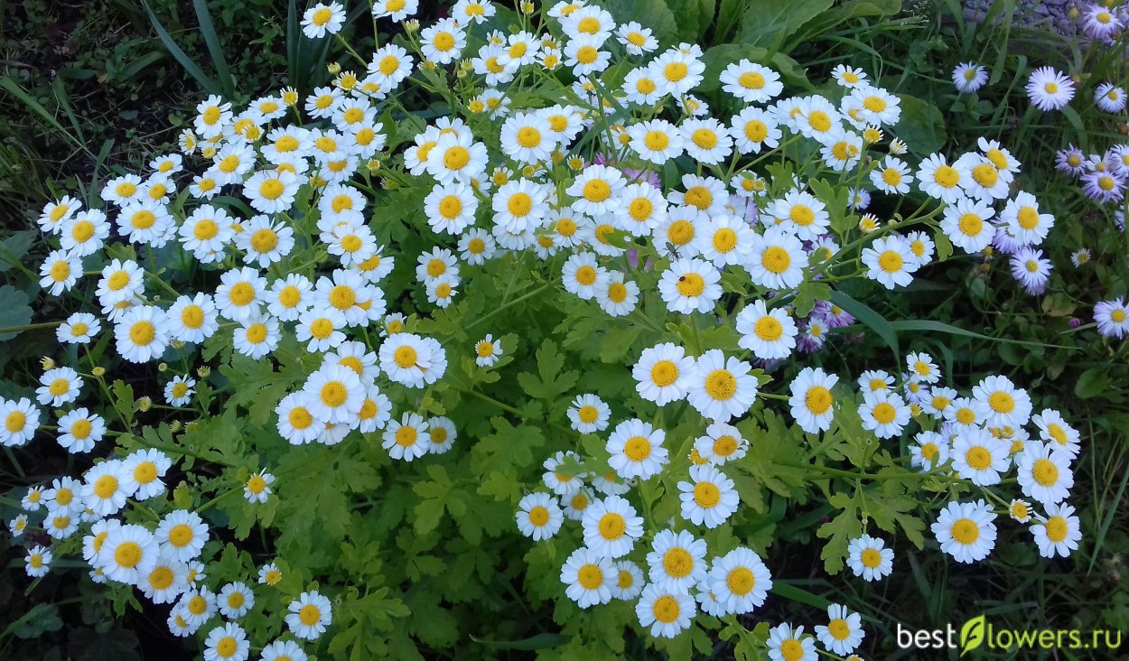 Венидиум пышный оранжевый