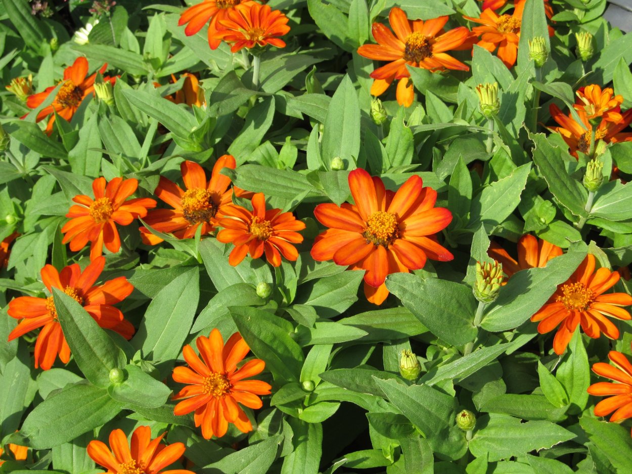 Урсиния цветок