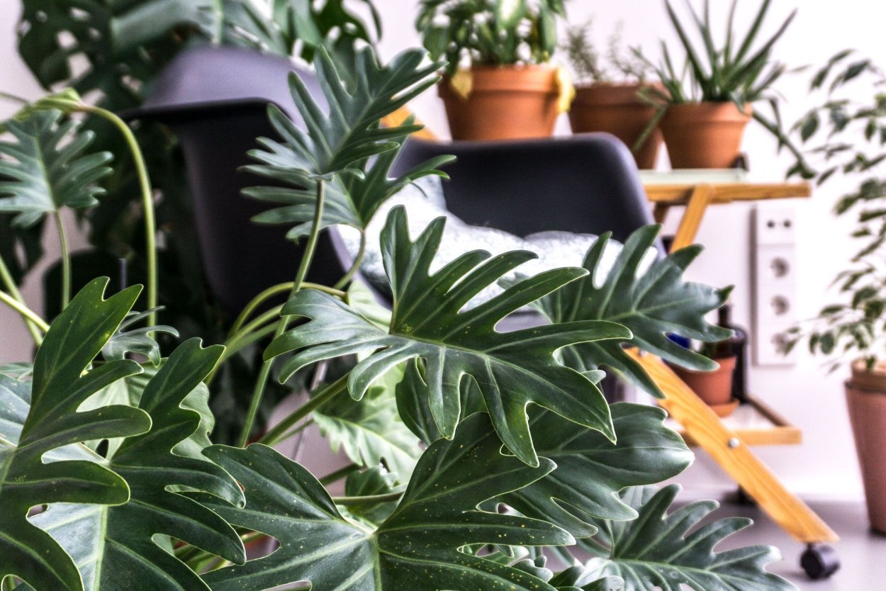 Филодендрон сингониум