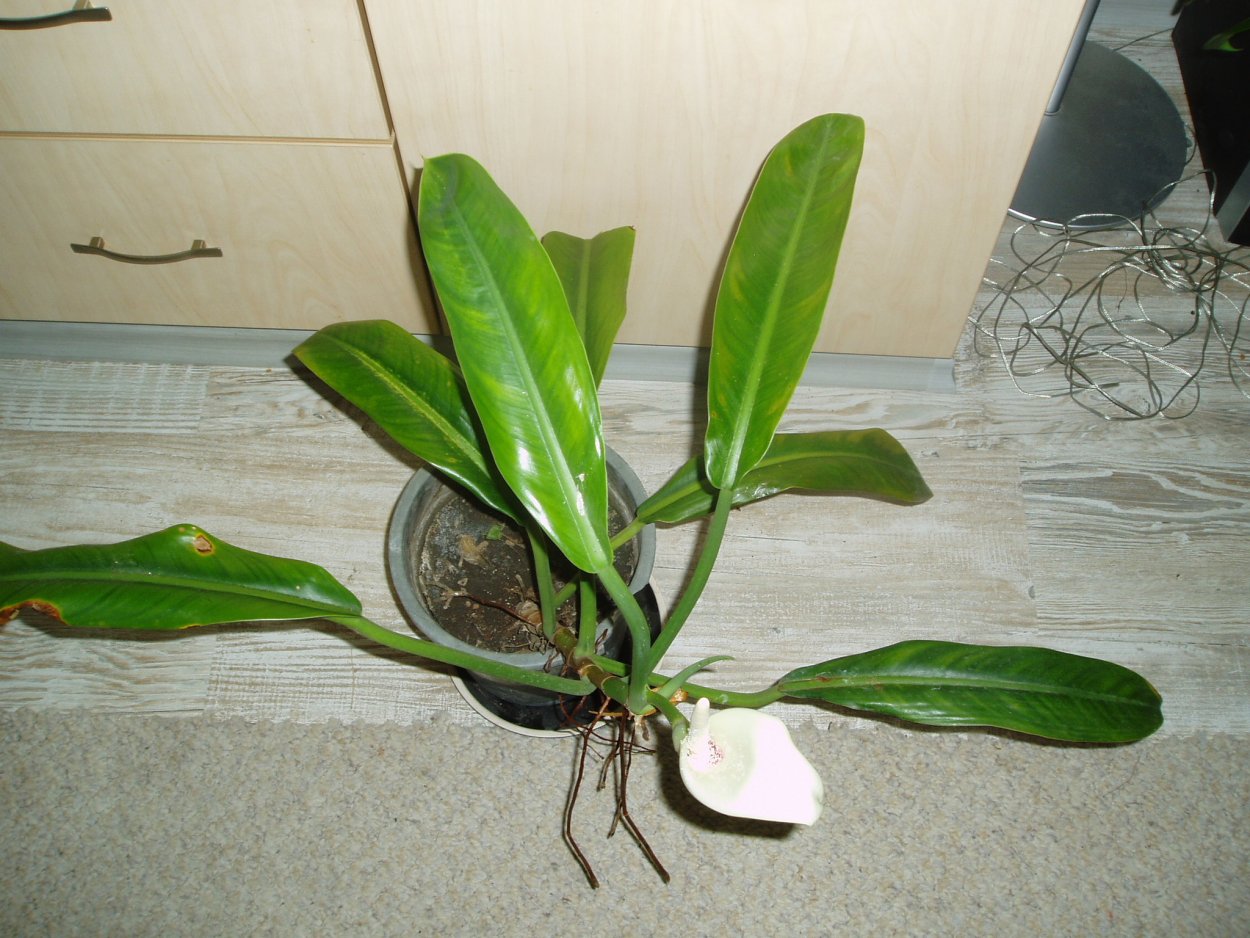 Филодендрон глориозум