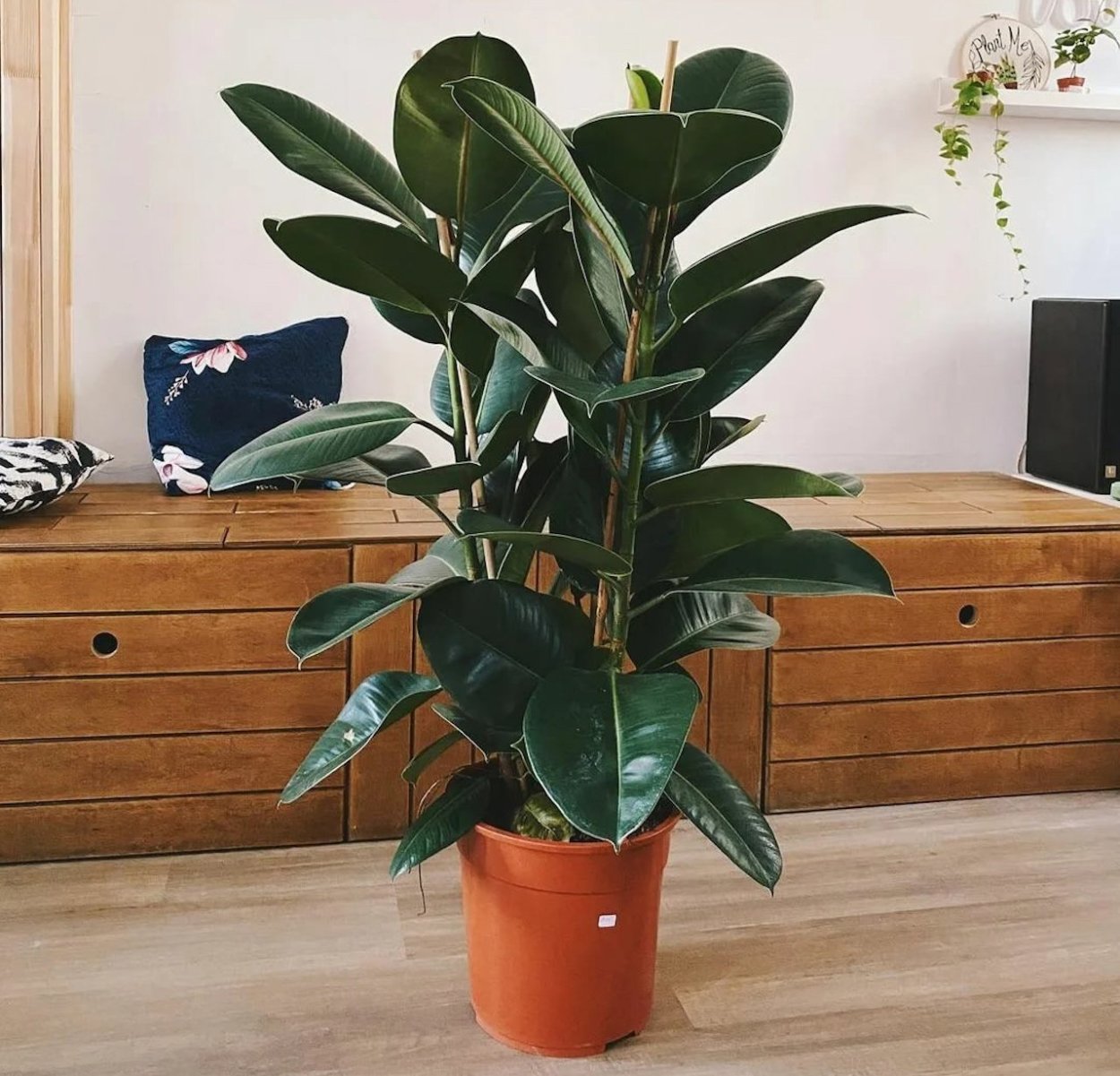 Фикус Мелани + Lechuza