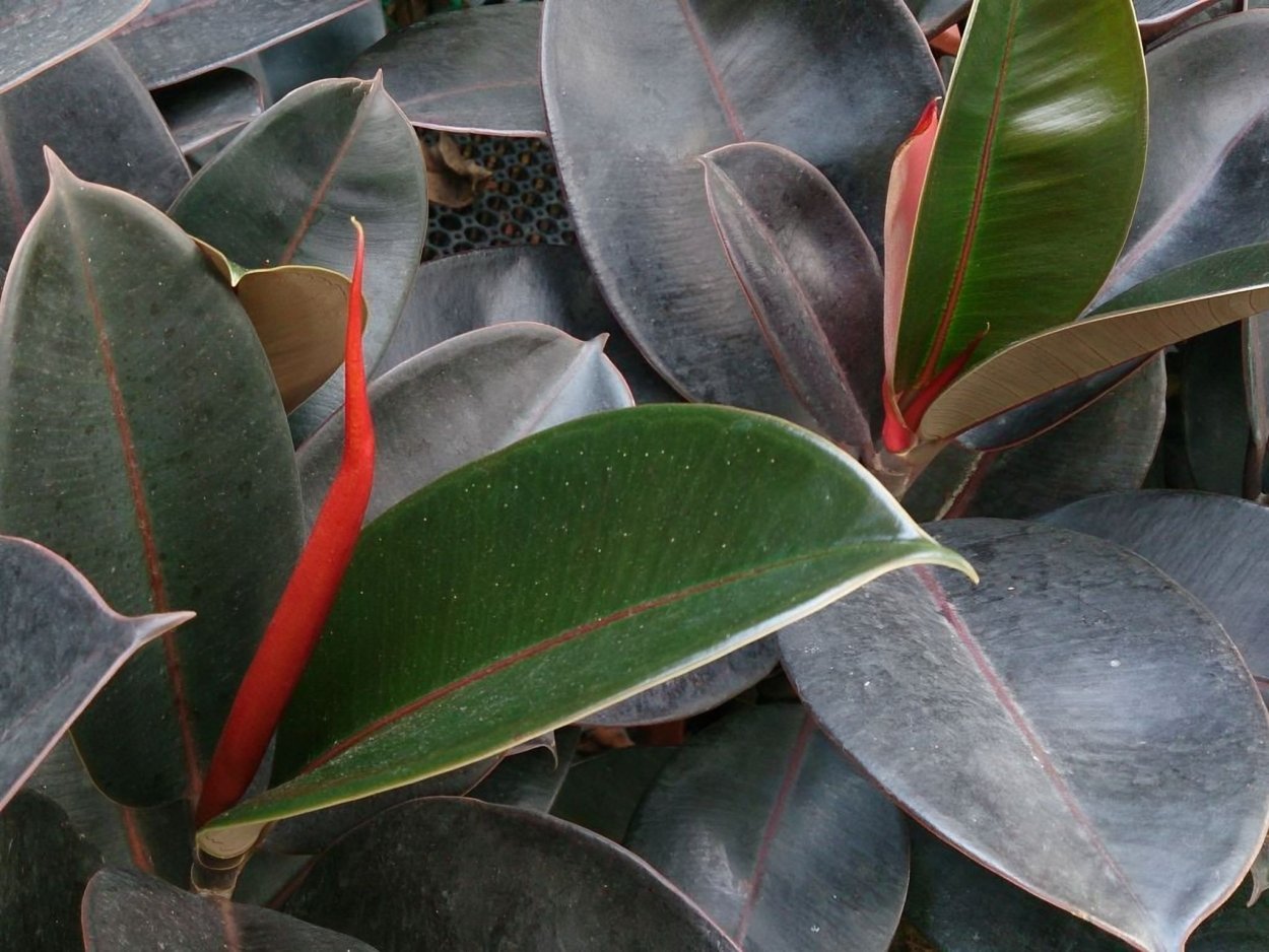 Фикус каучуконосный