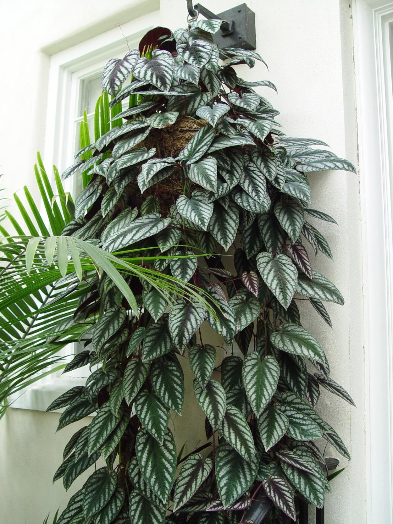 Циссус Суккулентный