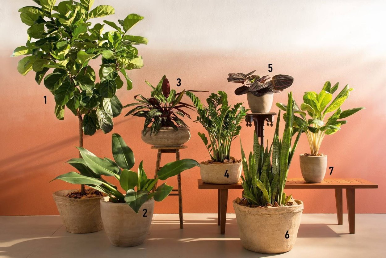 Лучшие комнатные растения для дома