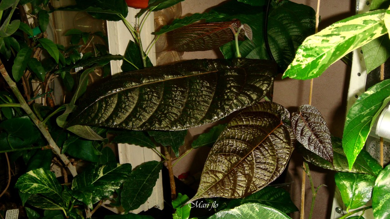 Фикус Аспера