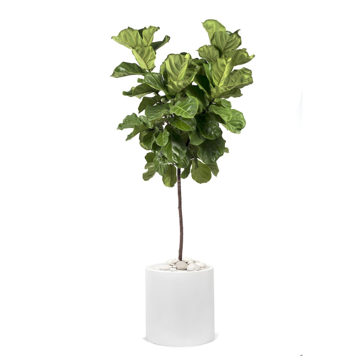 Фикус лирата Treez