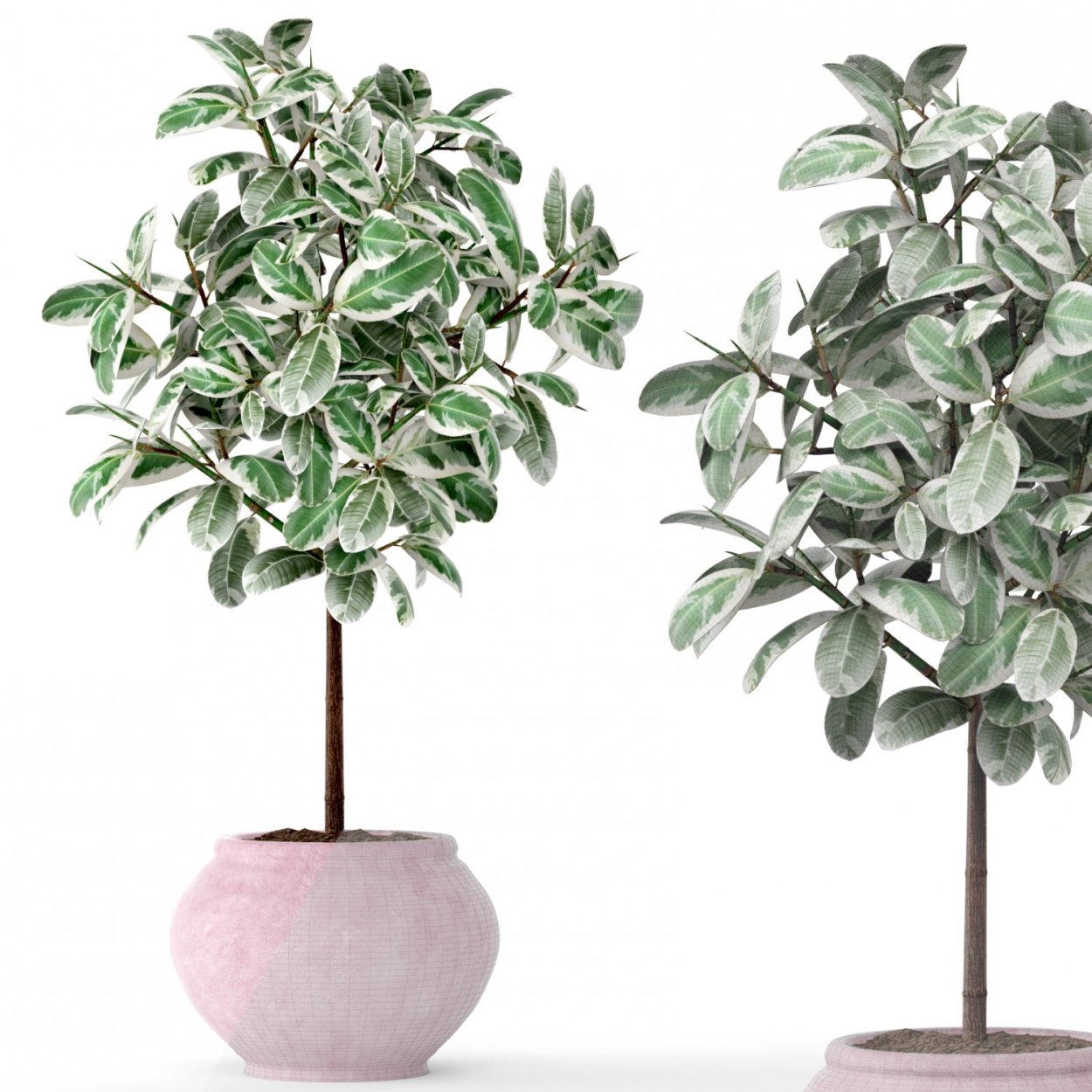 Ficus 3d
