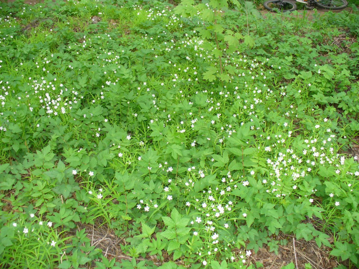 Сорные травы Подмосковья
