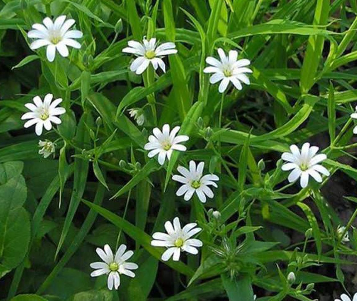 Зонтичные крестоцветные