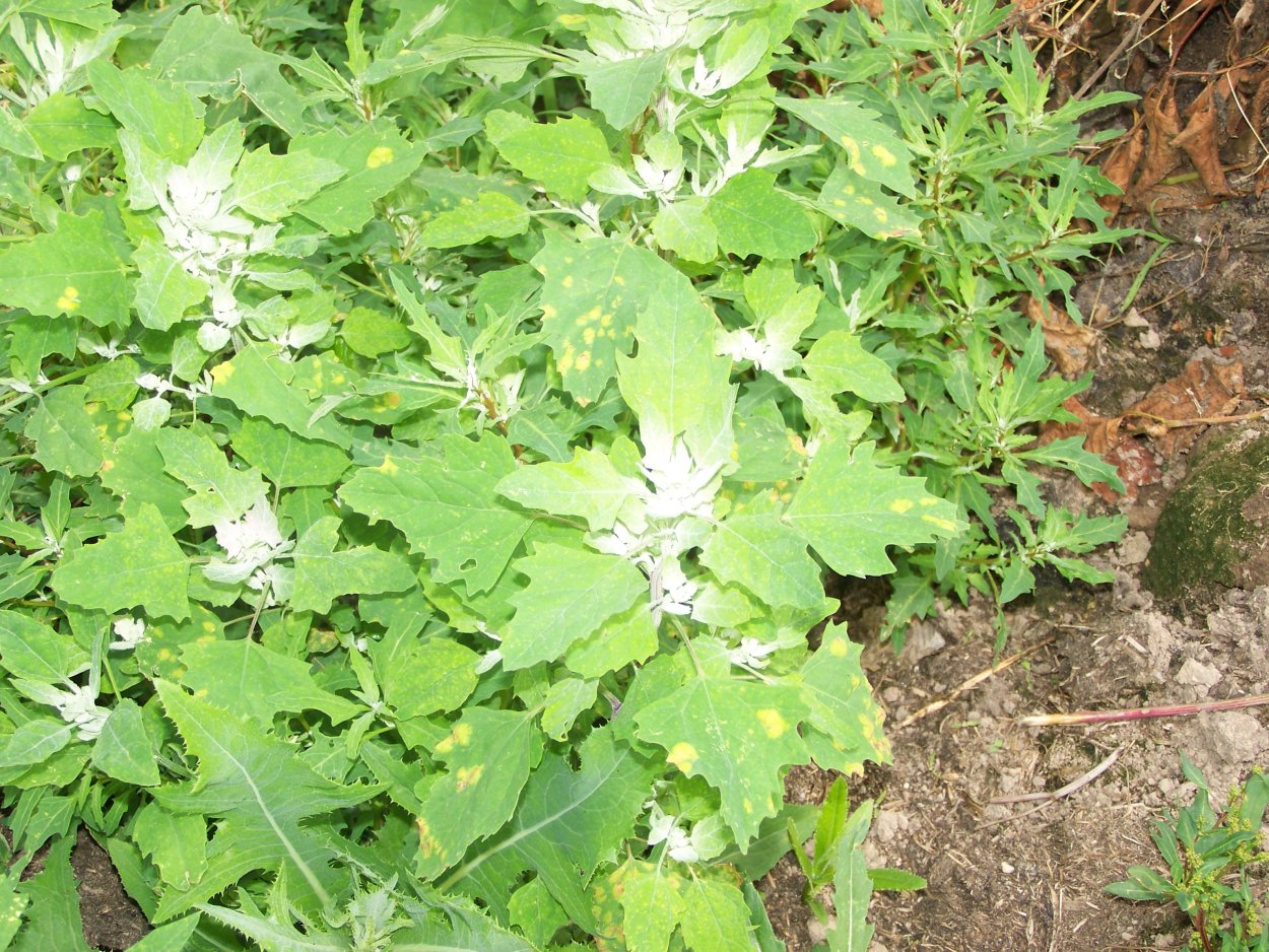 Сорняк звездчатка Вероника мокрица