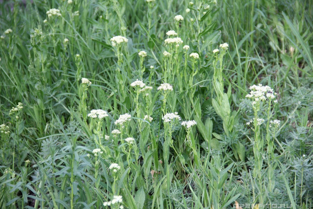 Сорняк Вулпита