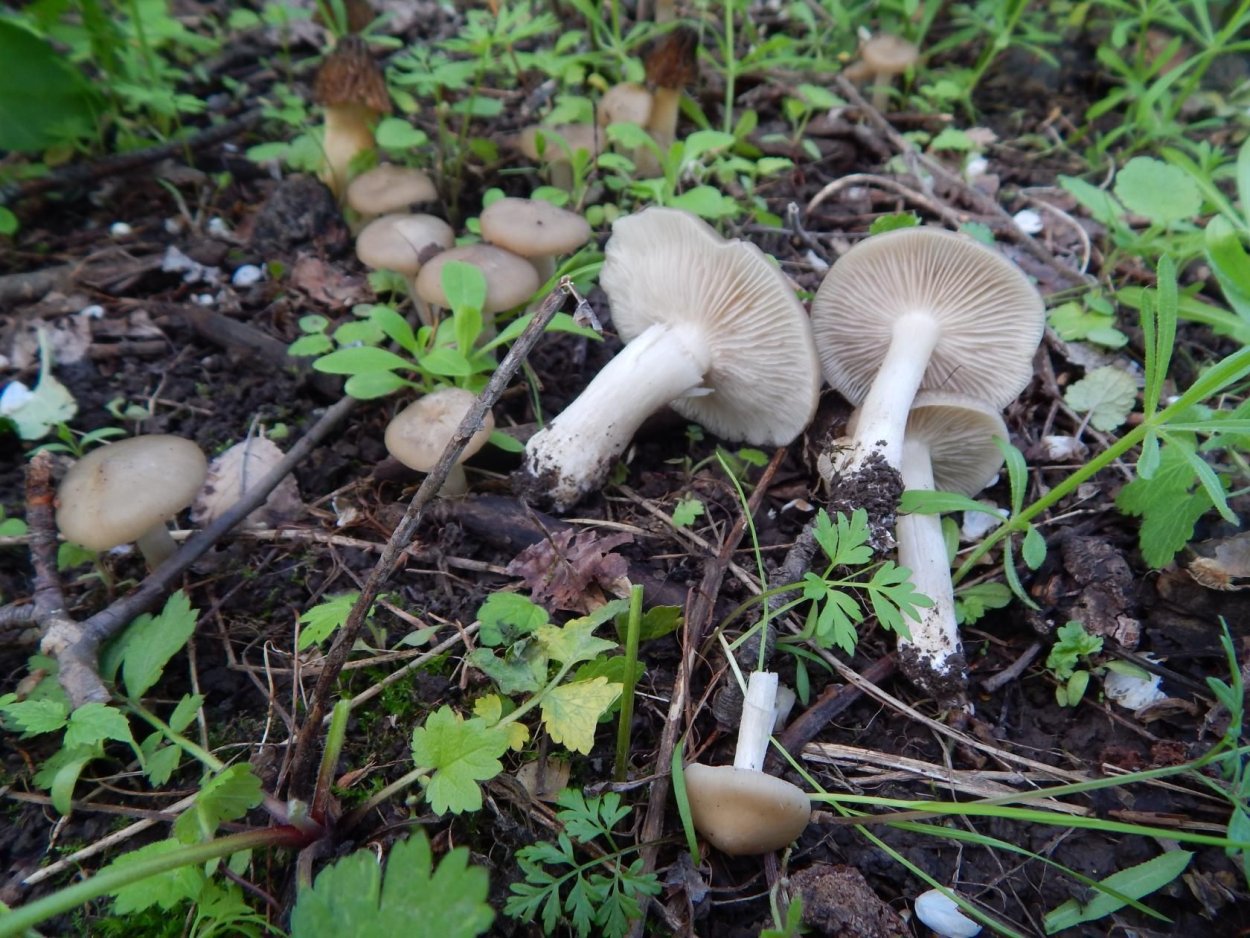 Гриб Энтолома Крымская