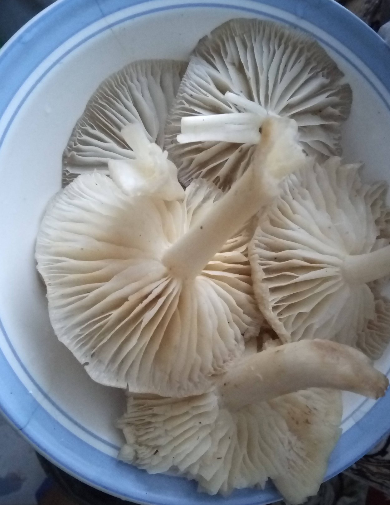 Подсливники грибы