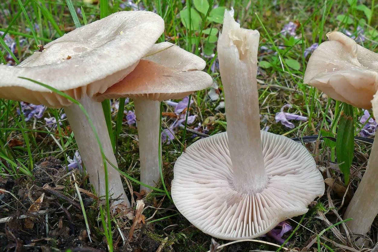 Гриб Энтолома съедобная