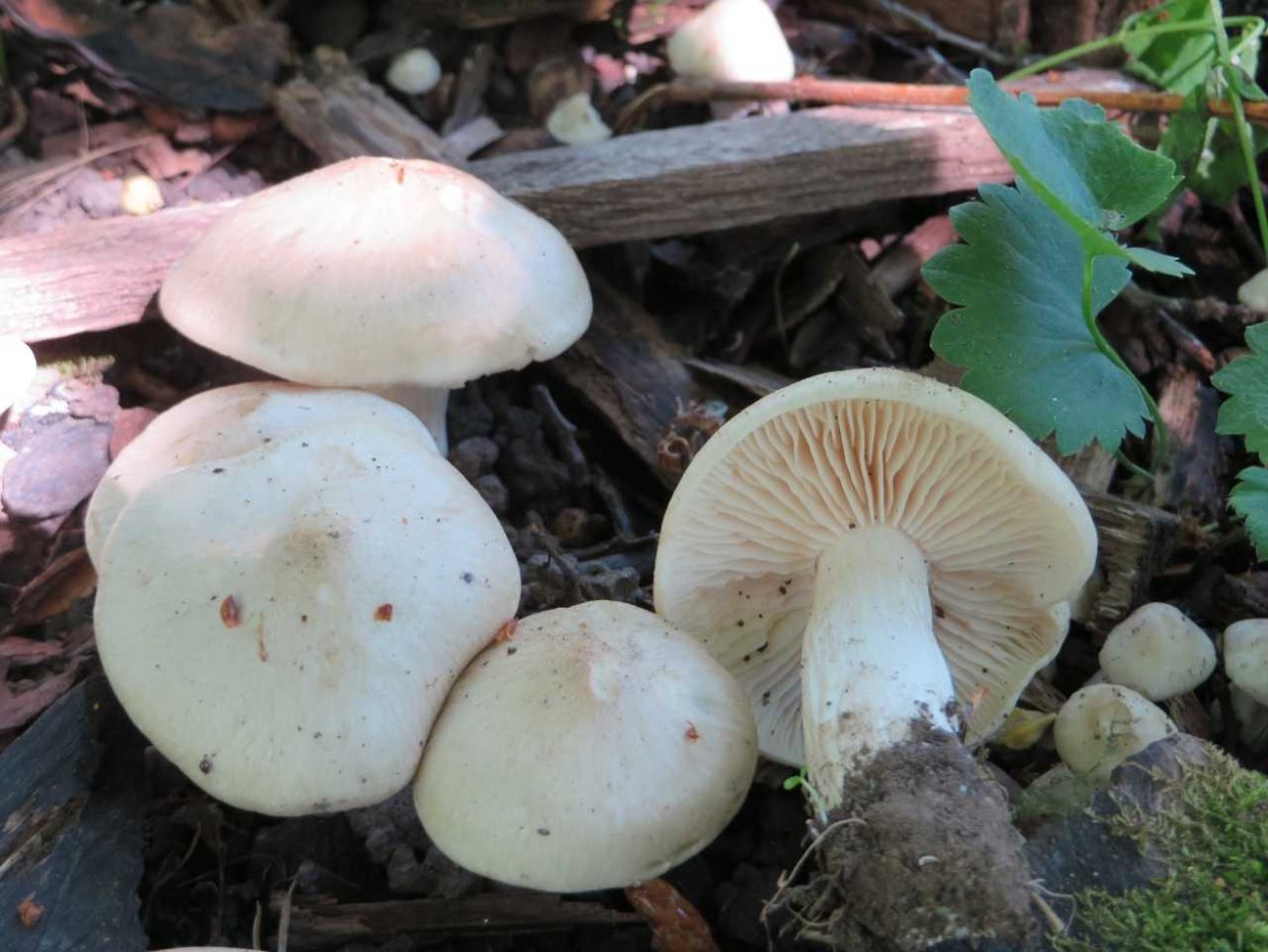 Энтолома Садовая Entoloma clypeatum