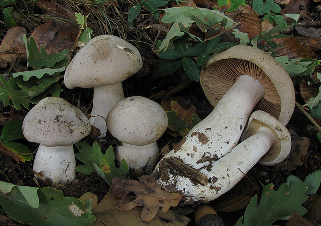 Энтолома ядовитая Entoloma sinuatum