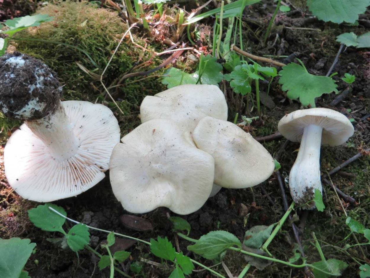 Энтолома Садовая Entoloma clypeatum