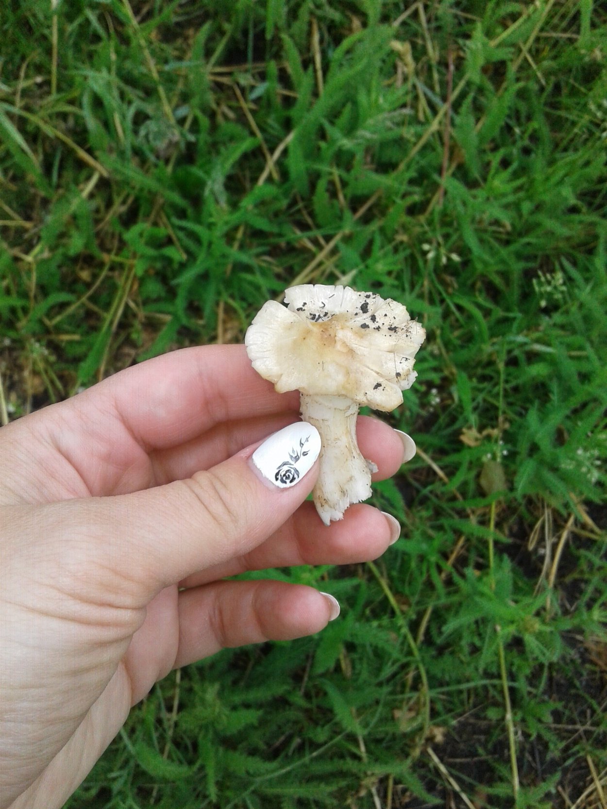 Майский гриб